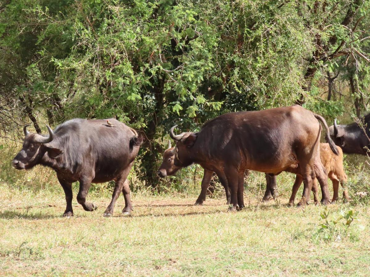 Lodge Sunset & Safaris