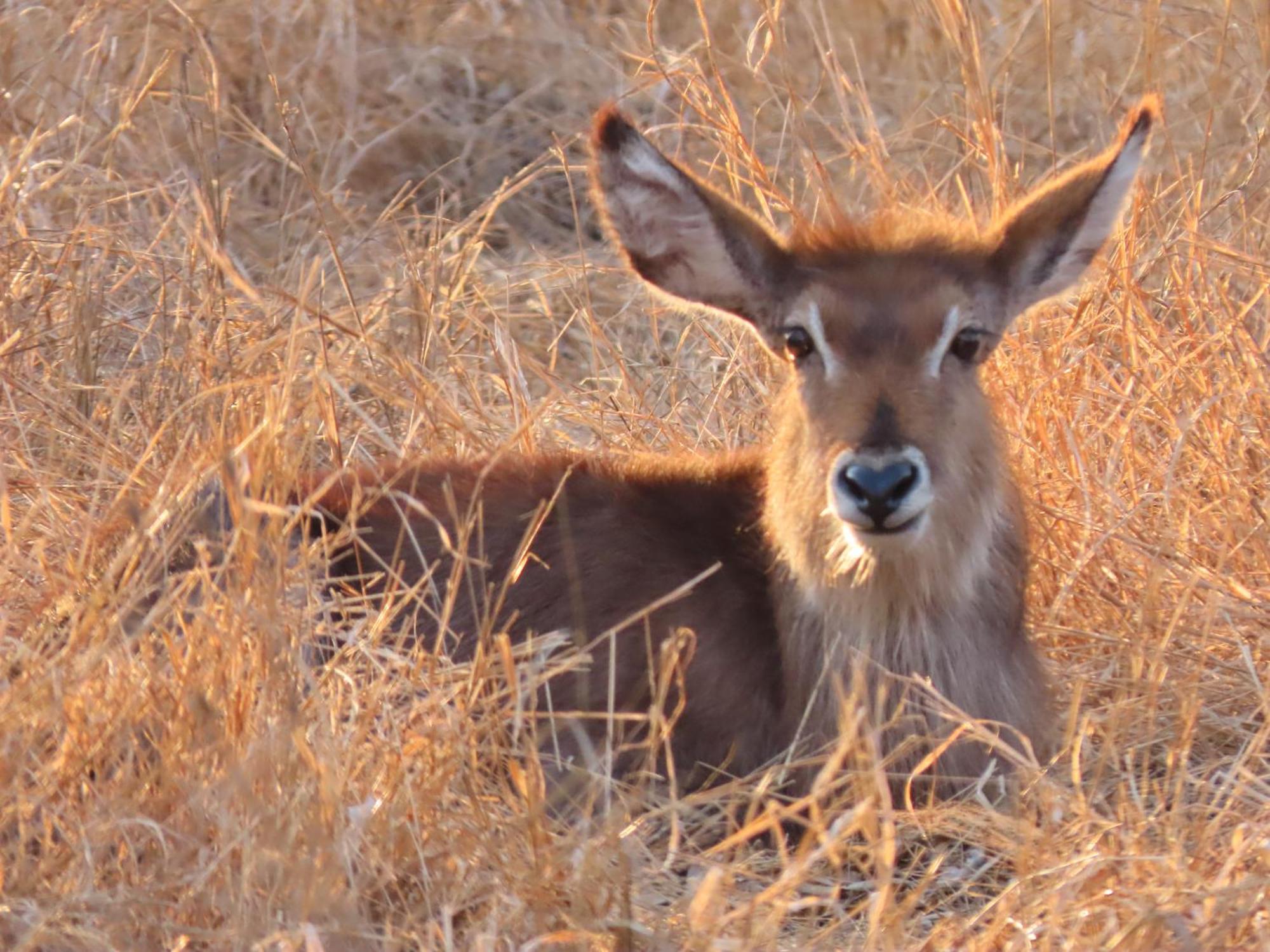 Sunset & Safaris *