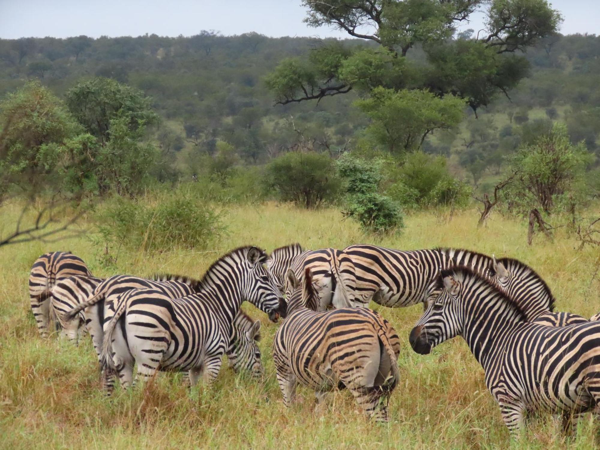 Sunset & Safaris